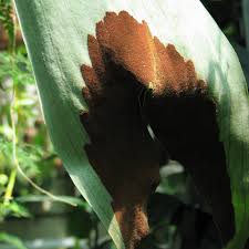 Image result for Platycerium stemaria