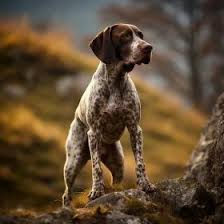 Image result for auvergneský ohař