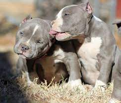 Keep The Bull Breed Free Fb Pit Puppies Pitbull Puppies Pitbull Terrier