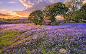 Hd Wallpaper Real Nature For Desktop 1920x1200 Plant Beauty In Nature Wallpaper Flare Free and premium stock images of nature.we have thousands of royalty free stock images for instant download.