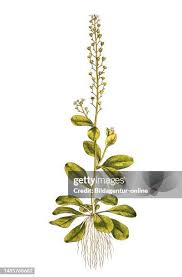 Image result for Samolus