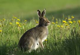 Zając bielak (Lepus timidus) - www.drapiezniki.pl