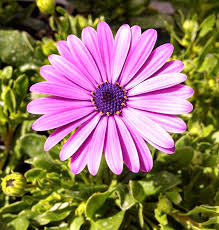 Image result for Osteospermum muricatum