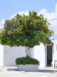 3 month tropical tree (for all fruit trees other than citrus or avocado) care kit. Hd Wallpaper Tree Oranges Nature Citrus Fruit Fruit Tree Fruit Trees Wallpaper Flare