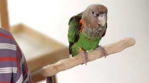 How To Use Food As A Training Tool Parrot Training