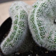 Image result for Habenaria magnirostris