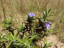 Image result for Xerophyta villosa