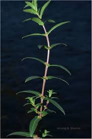 Image result for Ammannia baccifera