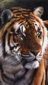 Tiger Backgrounds In 2020 Animal Wallpaper Tiger Art Animals