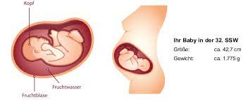 Die gewichtszunahme beträgt 30g oder ca. 32 Ssw Schwangerschaftswoche Baby Grosse Gewicht In 32 Ssw