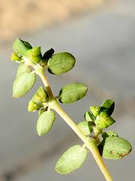 Image result for Euphorbia serpens