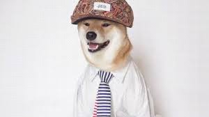 Pin On Menswear Dog S Looks