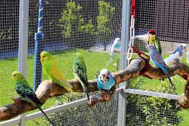 Finden sie die beste auswahl von vögel für zuhause herstellern und beziehen sie billige und hohe qualitätvögel für zuhause produkte für german den lautsprechermarkt bei alibaba.com Vogel Als Haustier Tipps Zur Anschaffung Und Artgerechten Haltung