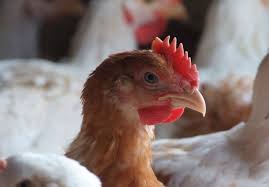 Did You Know Chickens Have Well Developed Colour Vision And They Use It As Their Main Sense Https Www Rspcaassured Org Uk Farm Farm Animals Animals Welfare