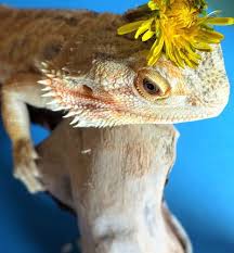 Black Bearded Dragon For Sale Uk Kelowna Bearded Dragons What To Feed Your Bearded Dragon Bearded Dragon Dragon Baby Bearded Dragon