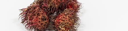 Strait located between malaysia and sumatra. Exporting Rambutan To Europe Cbi