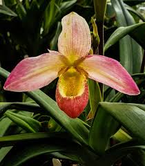 Check spelling or type a new query. Appalachiantropicals On Twitter Rt Orchidcommittee Phragmipedium Elizabeth Castle Seed Parent P Memoria Dick Clements Pollen Parent P Hanne Popow Bred By Eyorchid And Reg D By Same 1997 Flowers Orquidea Orquideas Photography Orchids
