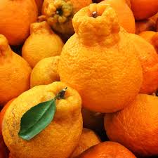 Image result for Citrus reticulata