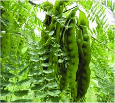 Image result for Entada abyssinica