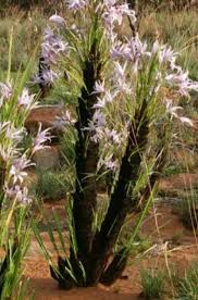 Image result for Xerophyta retinervis