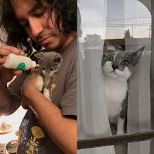 From a scared and starving kitten found under my boyfriend's house, to a  fat and curious little hell raiser 6 months later : r/BeforeNAfterAdoption