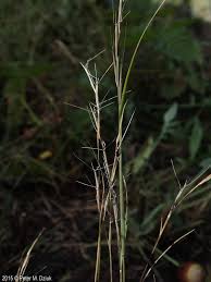 Image result for Aristida recta