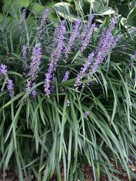 Border plants can work to soften hard edges and give visual appeal to more boring areas of a garden space — like the 5 feet of wasted space between a privacy fence and a tree. 20 Border Plants Perfect For Lining Your Path Or Driveway Bob Vila