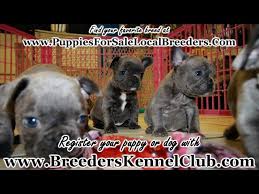 12140 hoyt st, sylmar, ca 91342. 4 Week Old Blue French Bulldog Puppies With Blue Eyes For Sale Atlanta Georgia Local Breeders Youtube