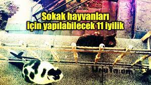 6 yeriniz ve imkânınız varsa en azından geceyi sıcak. Sokak Hayvanlari Icin Yapilabilecek 11 Iyilik Indigo Dergisi