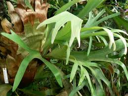 Image result for parožnatka Platycerium