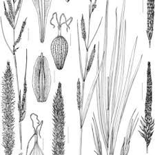Image result for Carex cyrtosaccus