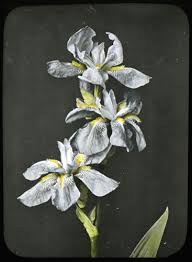 Check spelling or type a new query. Tbclematis Tbathrue Iris Wiki