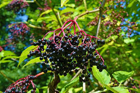 The complete drink recipe and how to make a black fruit tree cocktail with amaretto, blackberry brandy, blue curacao, grenadine, triple sec. Close Photography Black Fruits Tree Daytime Elder Elderberries Sambucus Nigra Black Elderberry Pxfuel