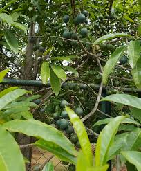 Image result for Mascarenhasia