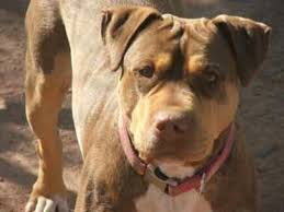 Pitbull Mastiff Mix Pitbull Mastiff Mix Pitbulls Pitbull Mastiff