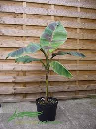 Musa Sikkimensis 039 Red Tiger 039 Winterharte Bananen Pflanze 90 120cm Pflanzen Garten Winterhart