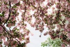The spruce / evgeniya vlasova. Cherry Blossom Tree Planting Guide