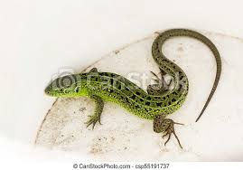 Eidechse ist eine weiterleitung auf diesen artikel. Green Lacerta Viridis Lacerta Agilis Ist Eine Art Der Eidechse Der Genus Green Eidechsen Lizard Auf Weissem Hintergrund Canstock