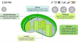 Structure of chloroplasts plant cell: Label Of The Parts Of The Chloroplast And Give The Function Of Each Part Brainly In