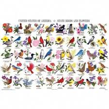 Backyard Birds Of North America Poster Backyard Birds Of North America Poster North American Birds Poster Bird Poster Backyard Birds Birds