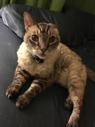 Traits that make LPS Different than LP DSH : r/lynxpointsiamese