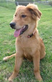 Full grown yellow lab border collie mix. Golden Collie Border Collie X Golden Retriever Mix Temperament Training Puppies Pictures