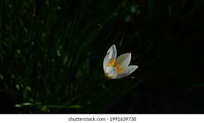 Zephyranthes Candida High Res Stock Images Shutterstock