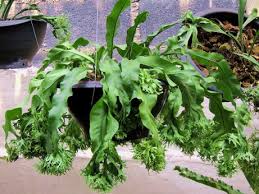 Image result for Microsorum punctatum