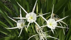 Browse 58 crinum lily stock photos and images available, or search for morning glory or tamarind to find more great stock photos and pictures. Louisiana Spider Lily Swamp Flowers Free Stock Video Footage Download Clips Nature