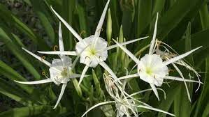 The delicate white narrowly petaled with a. Louisiana Spider Lily Swamp Flowers Free Stock Video Footage Download Clips Nature