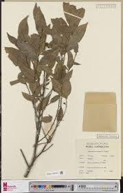 Image result for Ascolepis protea