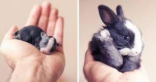30 Days Of My Baby Bunnies Growing Up Bored Panda
