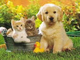 Telecharger Gratuitement Ce Fond D Ecran Comme Chien Et Chat Chien Chats Et Chatons