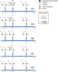 The Role and Importance of Glycosylation of Acute Phase Proteins with Focus 